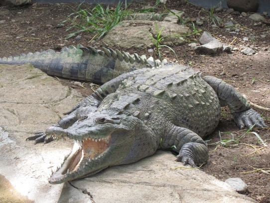 Estudio del Sinac descarta sobrepoblación de cocodrilos en el país