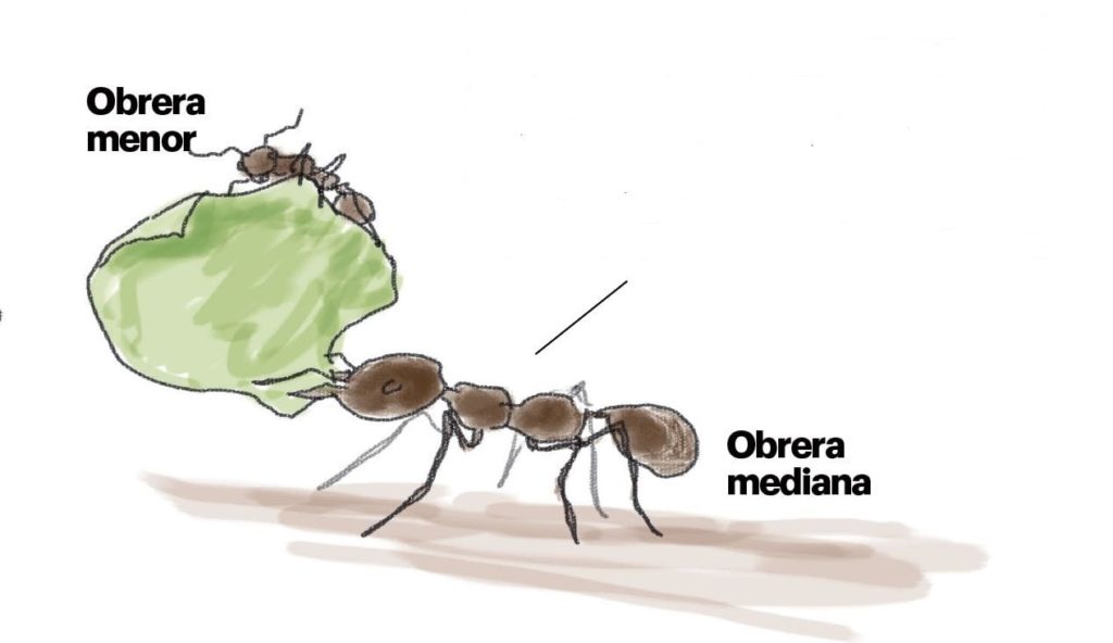 Hormigas del subsuelo • Semanario Universidad