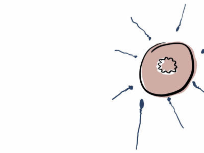 Ilustración de óvulo