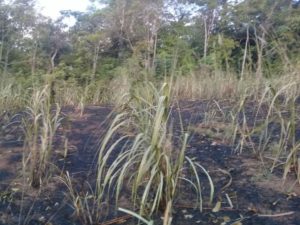 Una plantación de yuca ardió en el incendió del pasado lunes 9 en Salitre.